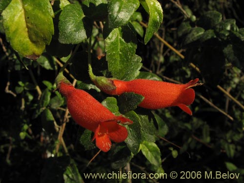 Mitraria coccinea의 사진